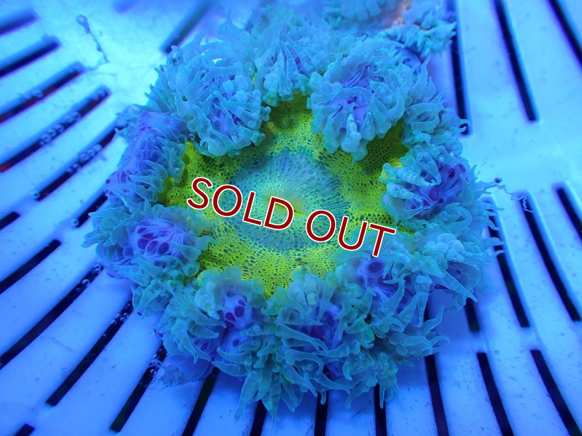 画像1: 【サンゴ・イソギンチャク】【通販】カリビアンフラワーロックアネモネ（個体販売）（±4-5cm)No.4（生体）（サンゴ） (1)