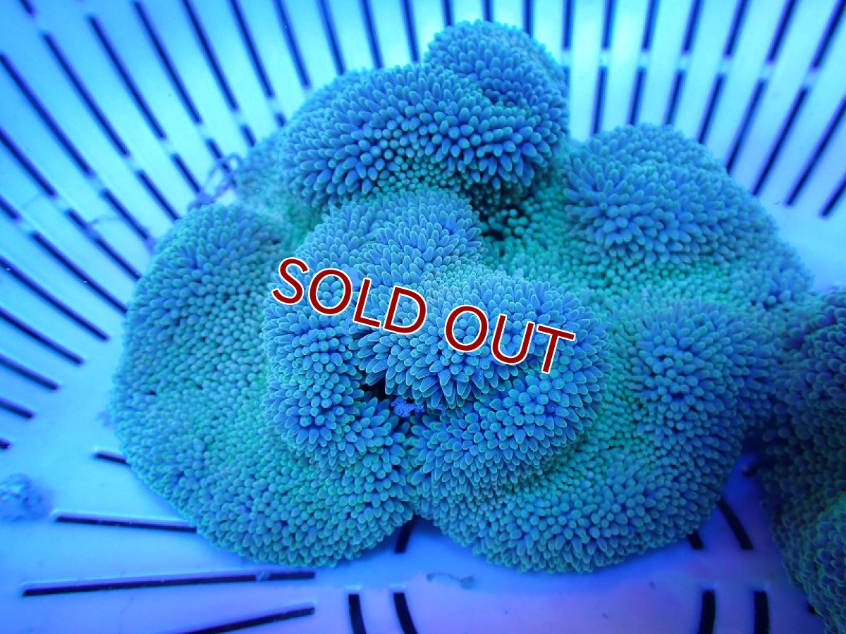 画像1: 【サンゴ】【通販】【沖縄産ハンドコート物】ハタゴイソギンチャク（SM/ライトグリーン）（個体販売）（±9-10cm)No.1（生体）（サンゴ） (1)