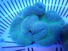 画像1: 【サンゴ】【通販】【沖縄産ハンドコート物】ハタゴイソギンチャク（SM/ライトグリーン）（個体販売）（±9-10cm)No.1（生体）（サンゴ） (1)