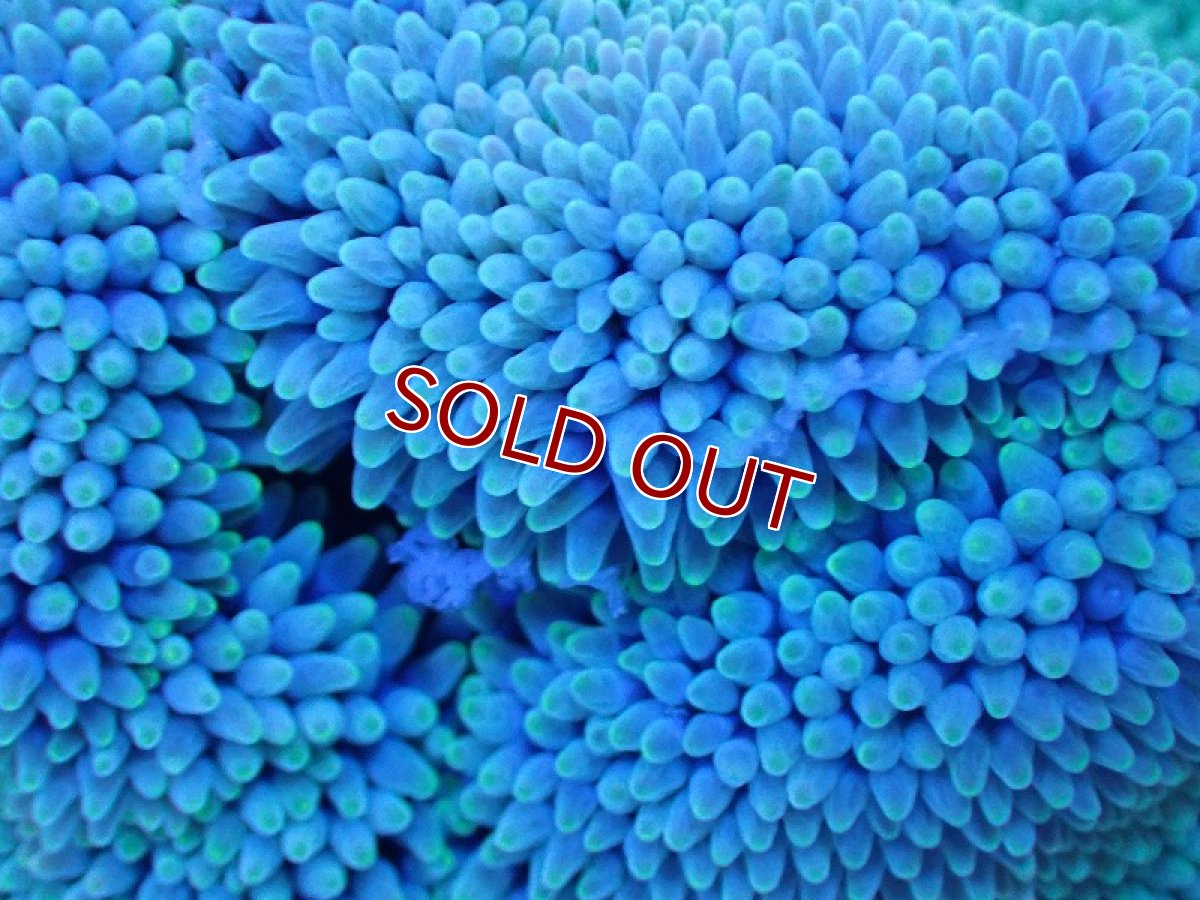 画像2: 【サンゴ】【通販】【沖縄産ハンドコート物】ハタゴイソギンチャク（SM/ライトグリーン）（個体販売）（±9-10cm)No.1（生体）（サンゴ） (2)