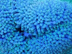 画像2: 【サンゴ】【通販】【沖縄産ハンドコート物】ハタゴイソギンチャク（SM/ライトグリーン）（個体販売）（±9-10cm)No.1（生体）（サンゴ） (2)