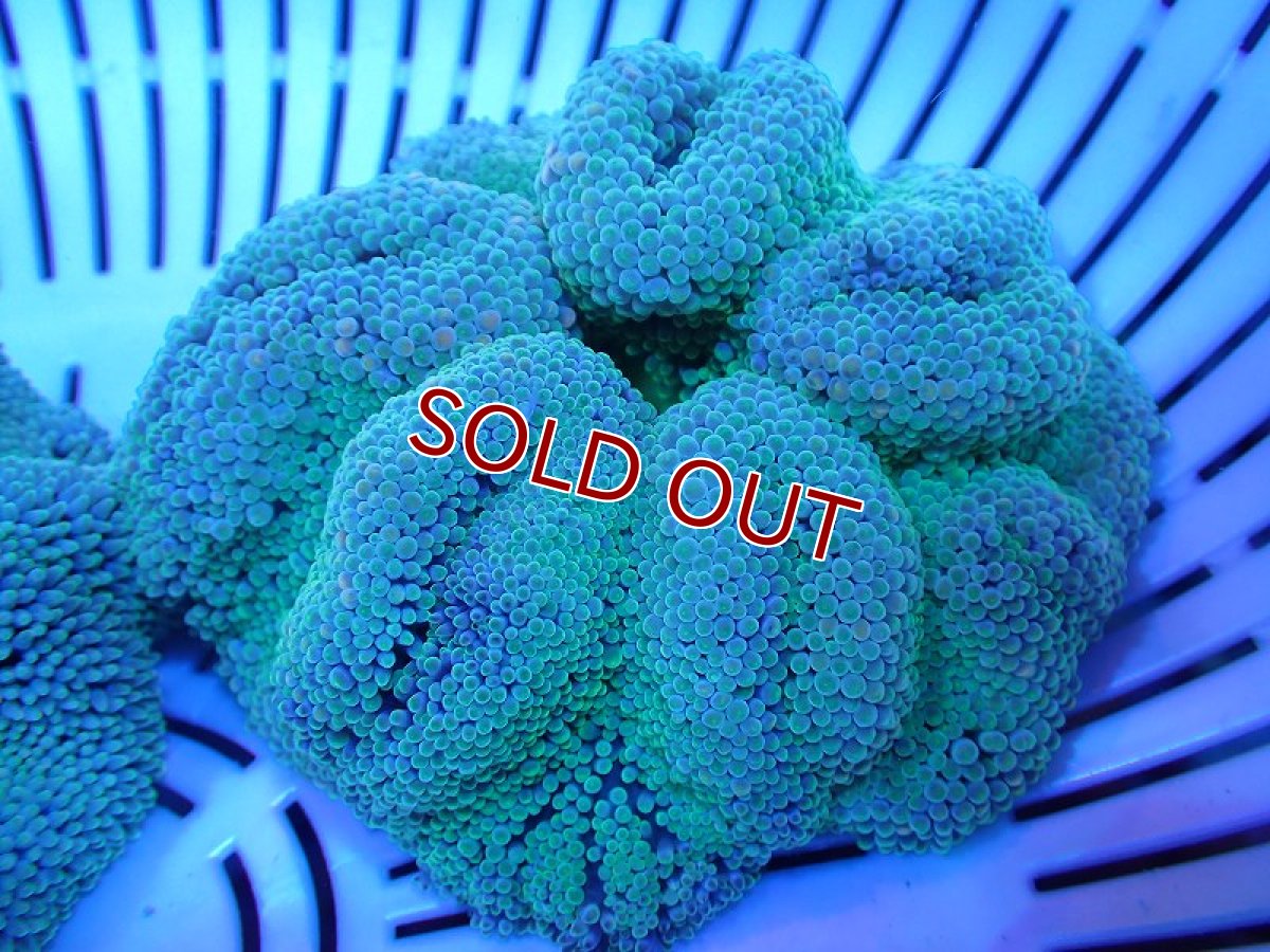 画像1: 【サンゴ】【通販】【沖縄産ハンドコート物】ハタゴイソギンチャク（SM/ライトグリーン）（個体販売）（±8-9cm)No.2（生体）（サンゴ） (1)