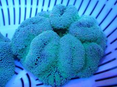 画像1: 【サンゴ】【通販】【沖縄産ハンドコート物】ハタゴイソギンチャク（SM/ライトグリーン）（個体販売）（±8-9cm)No.2（生体）（サンゴ） (1)