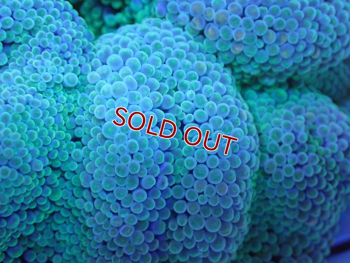 画像2: 【サンゴ】【通販】【沖縄産ハンドコート物】ハタゴイソギンチャク（SM/ライトグリーン）（個体販売）（±8-9cm)No.2（生体）（サンゴ） (2)