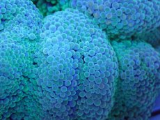 画像2: 【サンゴ】【通販】【沖縄産ハンドコート物】ハタゴイソギンチャク（SM/ライトグリーン）（個体販売）（±8-9cm)No.2（生体）（サンゴ） (2)