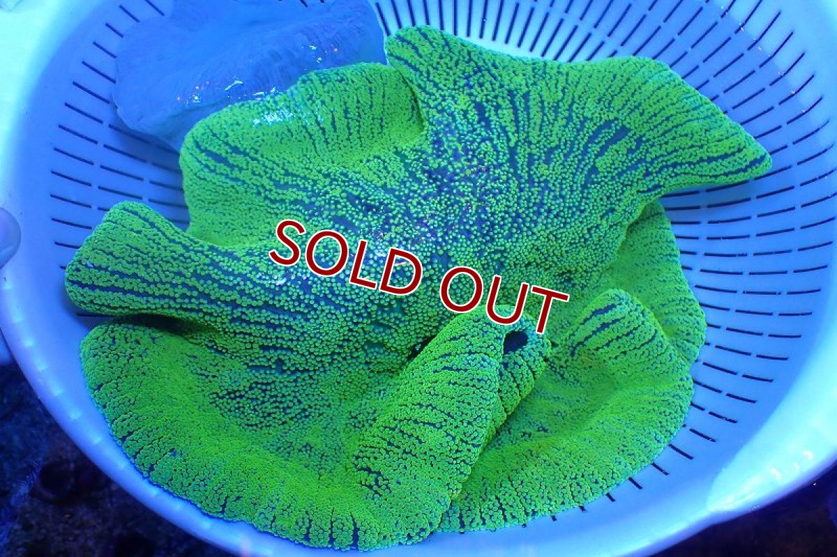 画像1: 【サンゴ】【通販】イボハタゴイソギンチャク（メタリックグリーン）XLサイズ（個体販売）（±30cm)（生体）（サンゴ） (1)