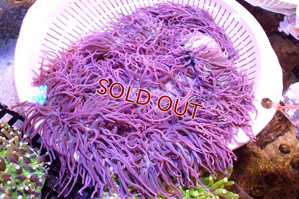 画像1: 【サンゴ】【通販】【沖縄産ハンドコート物】シライトイソギンチャク（XLサイズ/美パープル）（個体販売）（±30cm)（生体）（サンゴ） (1)