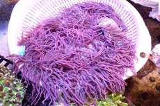 画像1: 【サンゴ】【通販】【沖縄産ハンドコート物】シライトイソギンチャク（XLサイズ/美パープル）（個体販売）（±30cm)（生体）（サンゴ） (1)