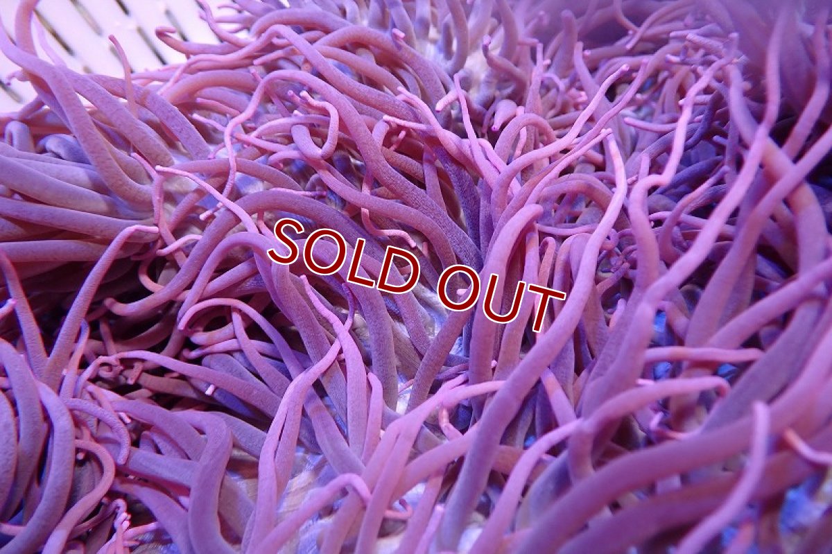 画像2: 【サンゴ】【通販】【沖縄産ハンドコート物】シライトイソギンチャク（XLサイズ/美パープル）（個体販売）（±30cm)（生体）（サンゴ） (2)