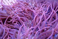 画像2: 【サンゴ】【通販】【沖縄産ハンドコート物】シライトイソギンチャク（XLサイズ/美パープル）（個体販売）（±30cm)（生体）（サンゴ） (2)