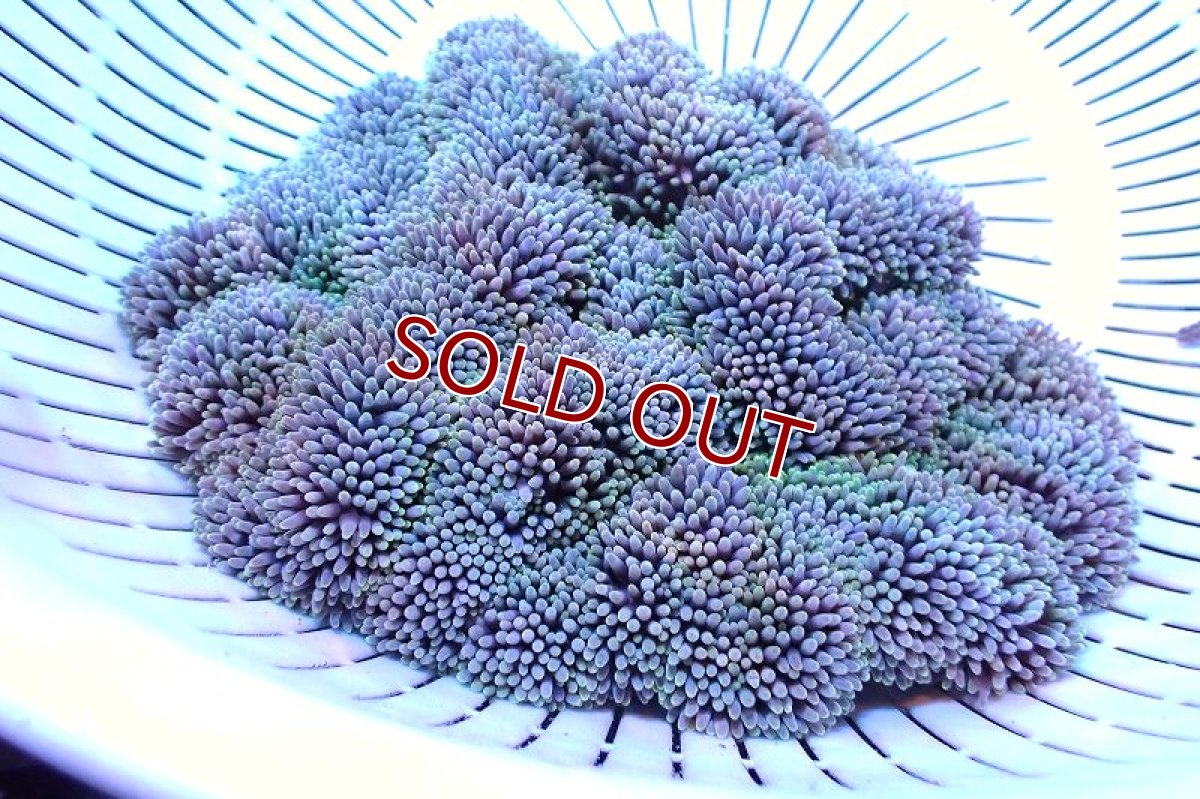 画像1: 【サンゴ】【通販】【沖縄産ハンドコート物】ハタゴイソギンチャク（Mサイズ/ライトグリーン）（個体販売）（±15-18cm)（生体）（サンゴ） (1)