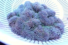 画像1: 【サンゴ】【通販】【沖縄産ハンドコート物】ハタゴイソギンチャク（Mサイズ/ライトグリーン）（個体販売）（±15-18cm)（生体）（サンゴ） (1)