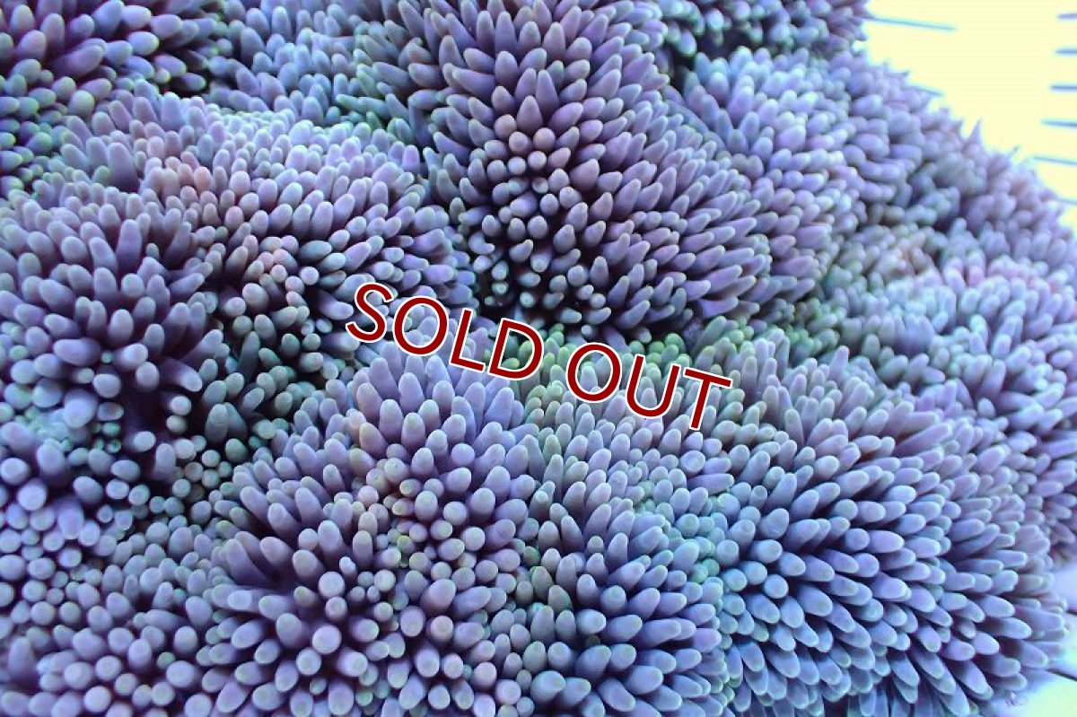 画像2: 【サンゴ】【通販】【沖縄産ハンドコート物】ハタゴイソギンチャク（Mサイズ/ライトグリーン）（個体販売）（±15-18cm)（生体）（サンゴ） (2)