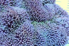 画像2: 【サンゴ】【通販】【沖縄産ハンドコート物】ハタゴイソギンチャク（Mサイズ/ライトグリーン）（個体販売）（±15-18cm)（生体）（サンゴ） (2)