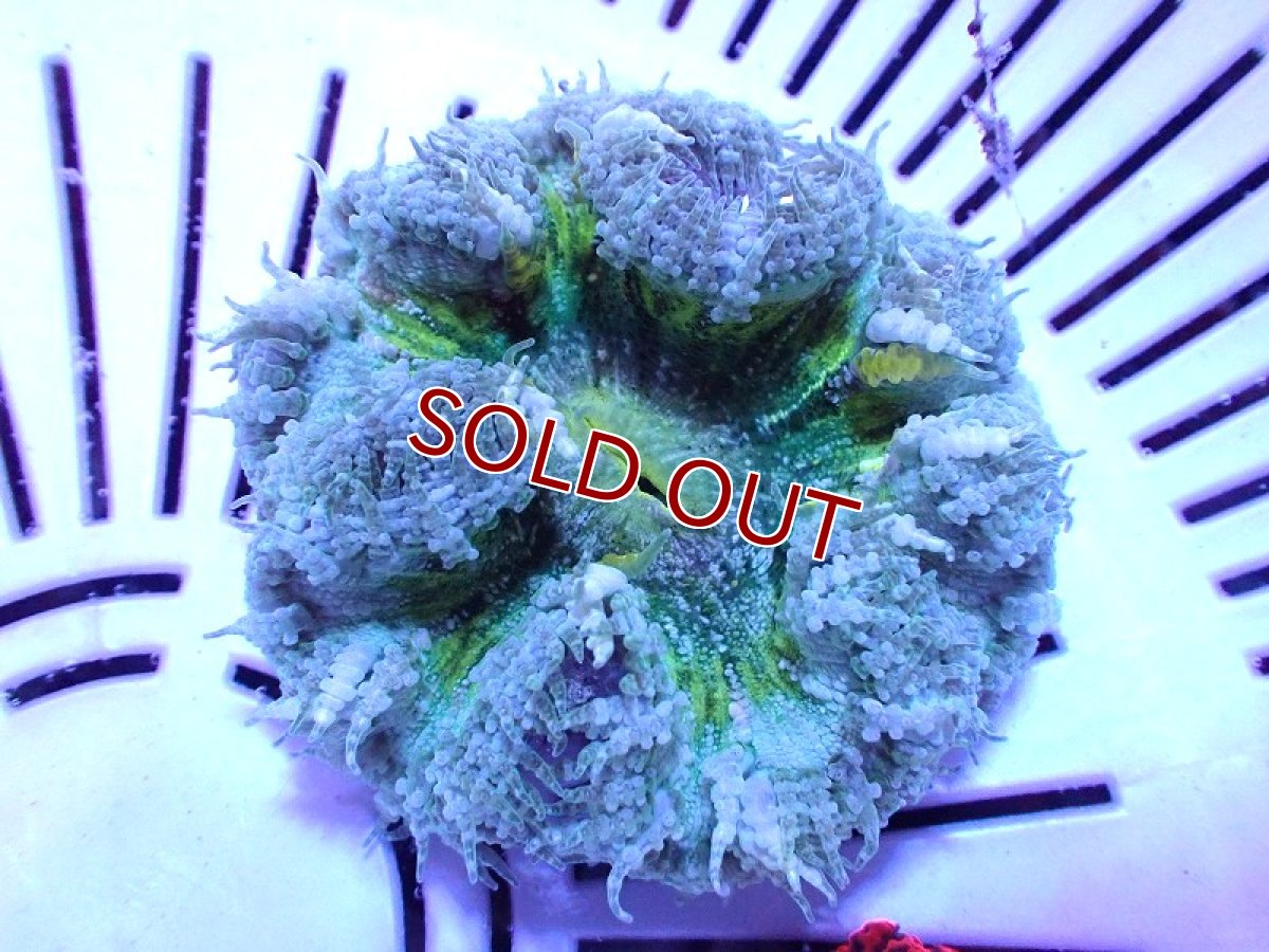 画像1: 【サンゴ】【通販】フラワーロックアネモネ（Ultra Grade)（個体販売）（±5cm)No.1（生体）（サンゴ） (1)