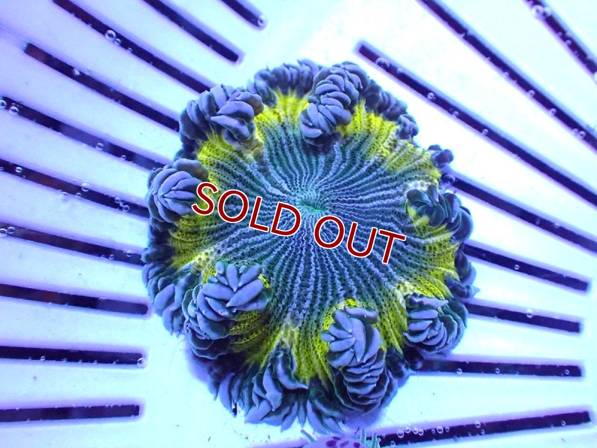 画像1: 【サンゴ】【通販】フラワーロックアネモネ（Ultra Grade)（個体販売）（±4cm)No.2（生体）（サンゴ） (1)