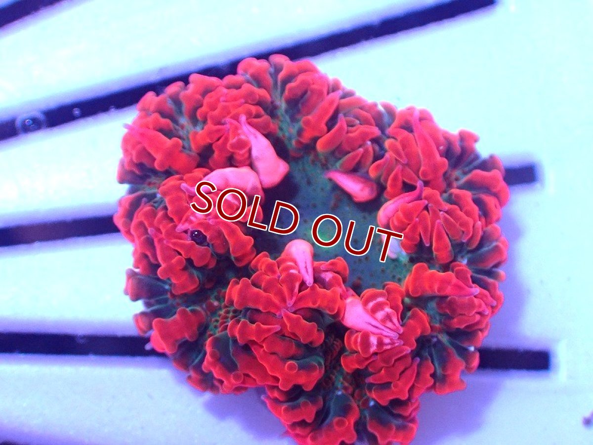 画像1: 【サンゴ】【通販】フラワーロックアネモネ（Ultra Grade)（個体販売）（±3cm)No.3（生体）（サンゴ） (1)