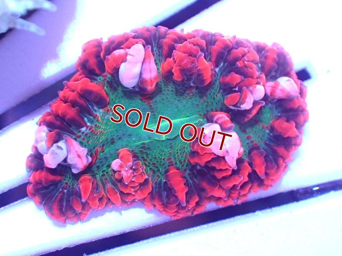 画像1: 【サンゴ】【通販】フラワーロックアネモネ（Ultra Grade)（個体販売）（±3cm)No.4（生体）（サンゴ） (1)