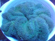 画像1: 【サンゴ・イソギンチャク】【通販】【沖縄産ハンドコート物】ハタゴイソギンチャク（グリーン/Lサイズ）（個体販売）（±30-35cm)No.1（生体）（サンゴ） (1)