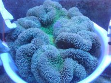 画像1: 【サンゴ・イソギンチャク】【通販】【沖縄産ハンドコート物】ハタゴイソギンチャク（グリーン/Lサイズ）（個体販売）（±30-35cm)No.2（生体）（サンゴ） (1)