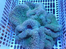 画像1: 【サンゴ・イソギンチャク】【通販】【沖縄産ハンドコート物】ハタゴイソギンチャク（グリーン/Lサイズ）（個体販売）（±30-35cm)No.3（生体）（サンゴ） (1)