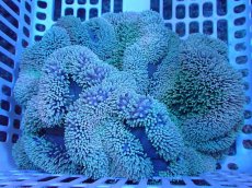 画像1: 【サンゴ・イソギンチャク】【通販】【沖縄産ハンドコート物】ハタゴイソギンチャク（グリーン/Lサイズ）（個体販売）（±30-35cm)No.4（生体）（サンゴ） (1)
