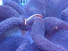 画像3: 【サンゴ・イソギンチャク】【通販】【沖縄産ハンドコート物】アラビアハタゴイソギンチャク（美パープル/XLサイズ）セジロクマノミファミリー付き（個体販売）（±40-45cm)No.1（生体）（サンゴ） (3)