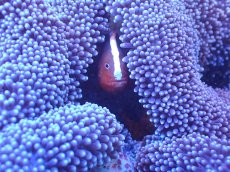 画像4: 【サンゴ・イソギンチャク】【通販】【沖縄産ハンドコート物】アラビアハタゴイソギンチャク（美パープル/XLサイズ）セジロクマノミファミリー付き（個体販売）（±40-45cm)No.1（生体）（サンゴ） (4)