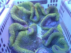画像1: 【サンゴ・イソギンチャク】【通販】【沖縄産ハンドコート物】アラビアハタゴイソギンチャク（メタリックグリーン/XLサイズ）（個体販売）（±40-45cm)No.2（生体）（サンゴ） (1)