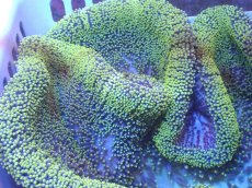 画像2: 【サンゴ・イソギンチャク】【通販】【沖縄産ハンドコート物】アラビアハタゴイソギンチャク（メタリックグリーン/XLサイズ）（個体販売）（±40-45cm)No.2（生体）（サンゴ） (2)