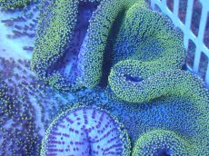 画像3: 【サンゴ・イソギンチャク】【通販】【沖縄産ハンドコート物】アラビアハタゴイソギンチャク（メタリックグリーン/XLサイズ）（個体販売）（±40-45cm)No.2（生体）（サンゴ） (3)