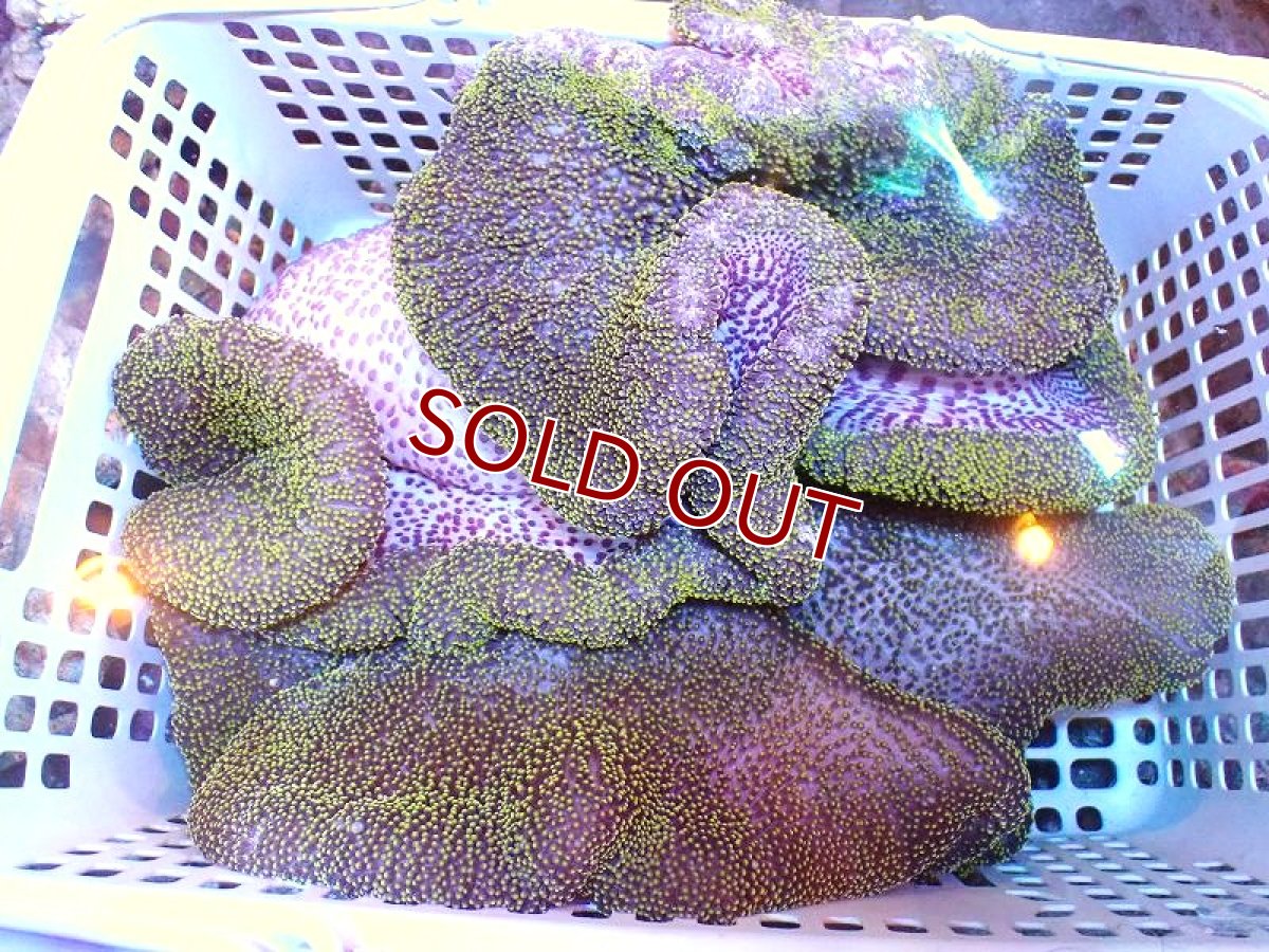 画像1: 【サンゴ・イソギンチャク】【通販】【沖縄産ハンドコート物！】アラビアハタゴイソギンチャク（Yellow/Green）（個体販売）（±35-45cm)（生体）（サンゴ） (1)