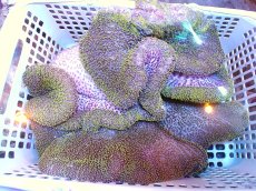 画像1: 【サンゴ・イソギンチャク】【通販】【沖縄産ハンドコート物！】アラビアハタゴイソギンチャク（Yellow/Green）（個体販売）（±35-45cm)（生体）（サンゴ） (1)
