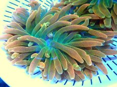 画像1: 【イソギンチャク】【通販】サンゴイソギンチャク（Sunburst/極美サンバースト）（個体販売）（±10-12cm)No.1（生体）（サンゴ） (1)