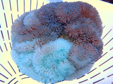 画像1: 【イソギンチャク】【通販】ハタゴイソギンチャク（美ツートンブルー）（個体販売）（±13-15cm)（生体）（サンゴ） (1)