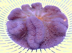 画像1: 【イソギンチャク】【通販】ハタゴイソギンチャク（美パープル）（個体販売）（±13-15cm)（生体）（サンゴ） (1)