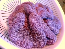 画像1: 【イソギンチャク】【通販】【沖縄産ハンドコート物】ハタゴイソギンチャク（極美パープル）（個体販売）（±18-20cm)（生体）（サンゴ） (1)