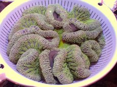 画像1: 【セール対象外商品】 【イソギンチャク】【通販】【沖縄産ハンドコート物】ハタゴイソギンチャク（グリーン）（個体販売）（±25-30cm)No.4（生体）（サンゴ） (1)
