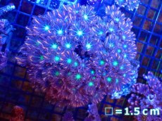 画像1: 【サンゴ】ツツウミヅタ（オレンジライン）（個体販売）No.5（生体）（サンゴ） (1)