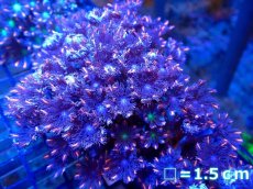 画像1: 【サンゴ】ツツウミヅタ（オレンジライン）（個体販売）No.12（生体）（サンゴ） (1)