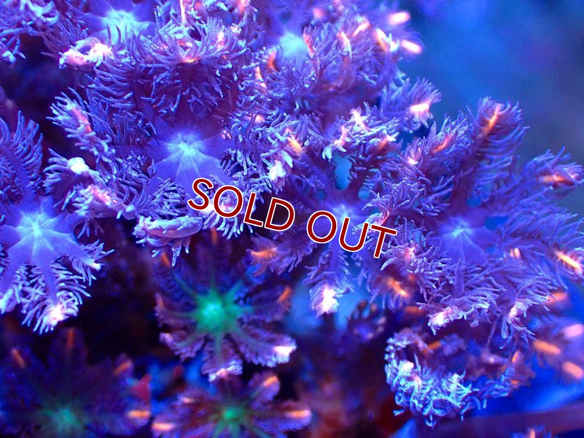 画像2: 【サンゴ】ツツウミヅタ（オレンジライン）（個体販売）No.12（生体）（サンゴ） (2)