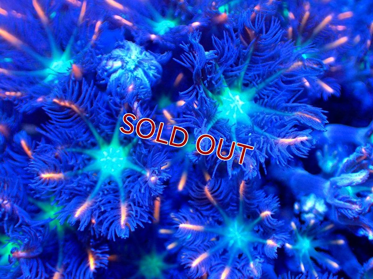 画像2: 【サンゴ】ツツウミヅタ（オレンジライン）（個体販売）No.13（生体）（サンゴ） (2)