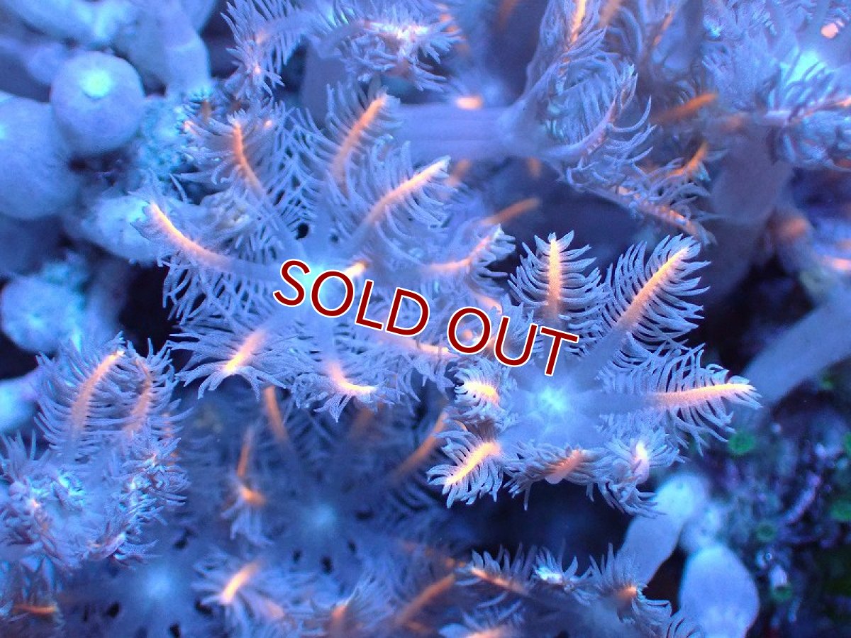 画像2: 【サンゴ】【通販】ブリードツツウミヅタ（オレンジライン）（個体販売）No.3（生体）（サンゴ） (2)