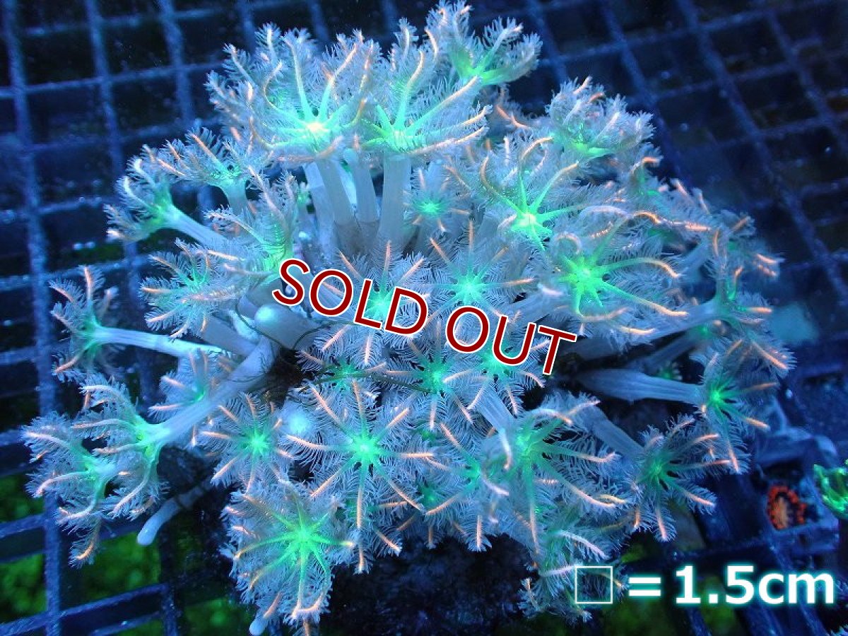 画像1: 【サンゴ】【通販】ブリードツツウミヅタ（Green/オレンジライン）（個体販売）No.4（生体）（サンゴ） (1)