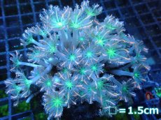 画像1: 【サンゴ】【通販】ブリードツツウミヅタ（Green/オレンジライン）（個体販売）No.4（生体）（サンゴ） (1)