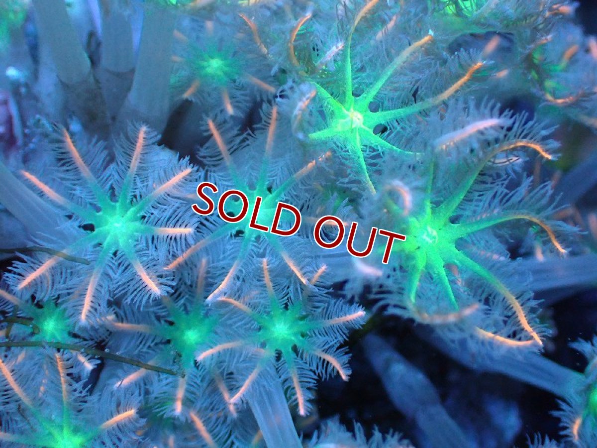 画像2: 【サンゴ】【通販】ブリードツツウミヅタ（Green/オレンジライン）（個体販売）No.4（生体）（サンゴ） (2)