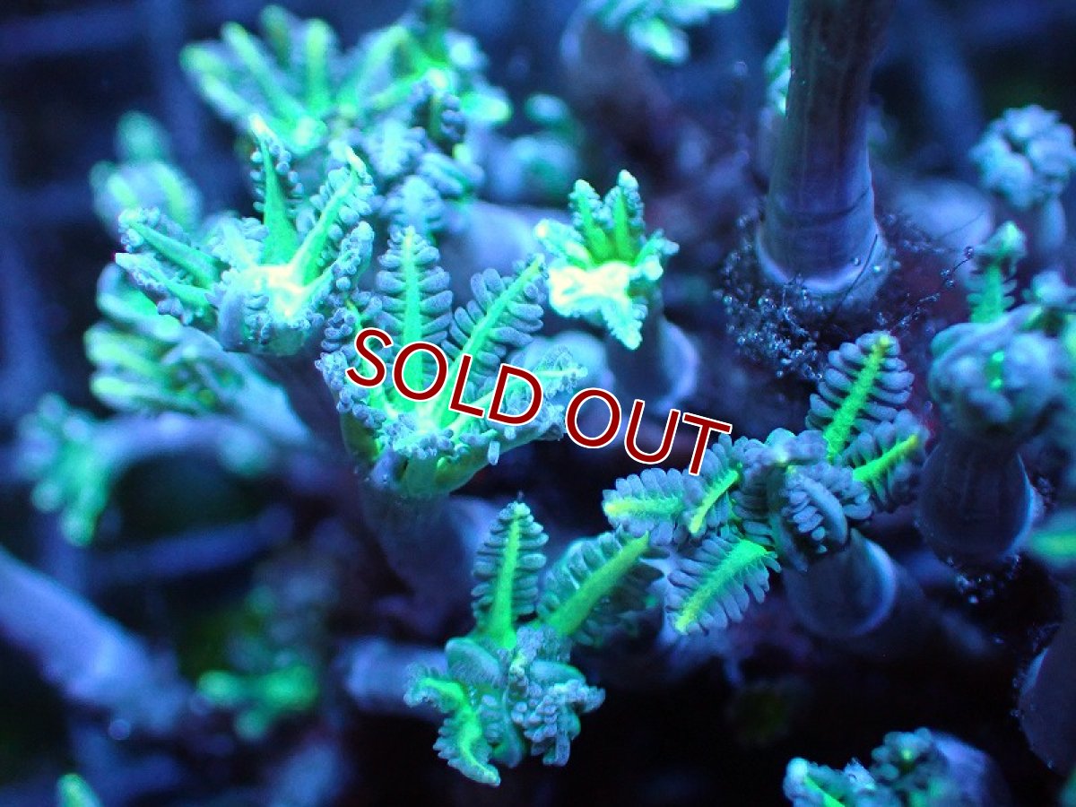 画像2: 【サンゴ】【通販】ブリードツツウミヅタ（グリーン）（個体販売）No.5（生体）（サンゴ） (2)