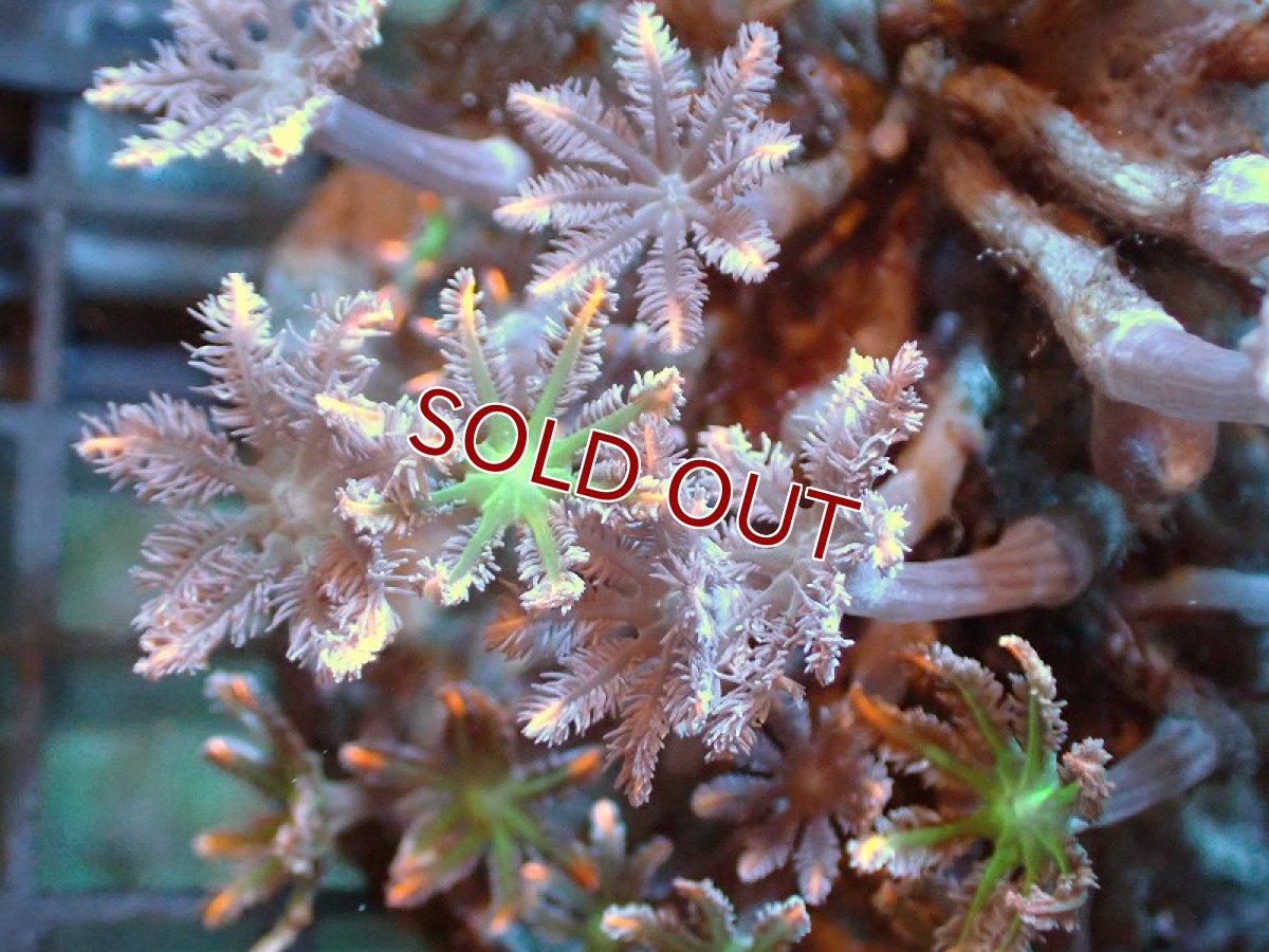 画像2: 【サンゴ】【通販】ブリードツツウミヅタ（オレンジライン）（個体販売）No.1（生体）（サンゴ） (2)