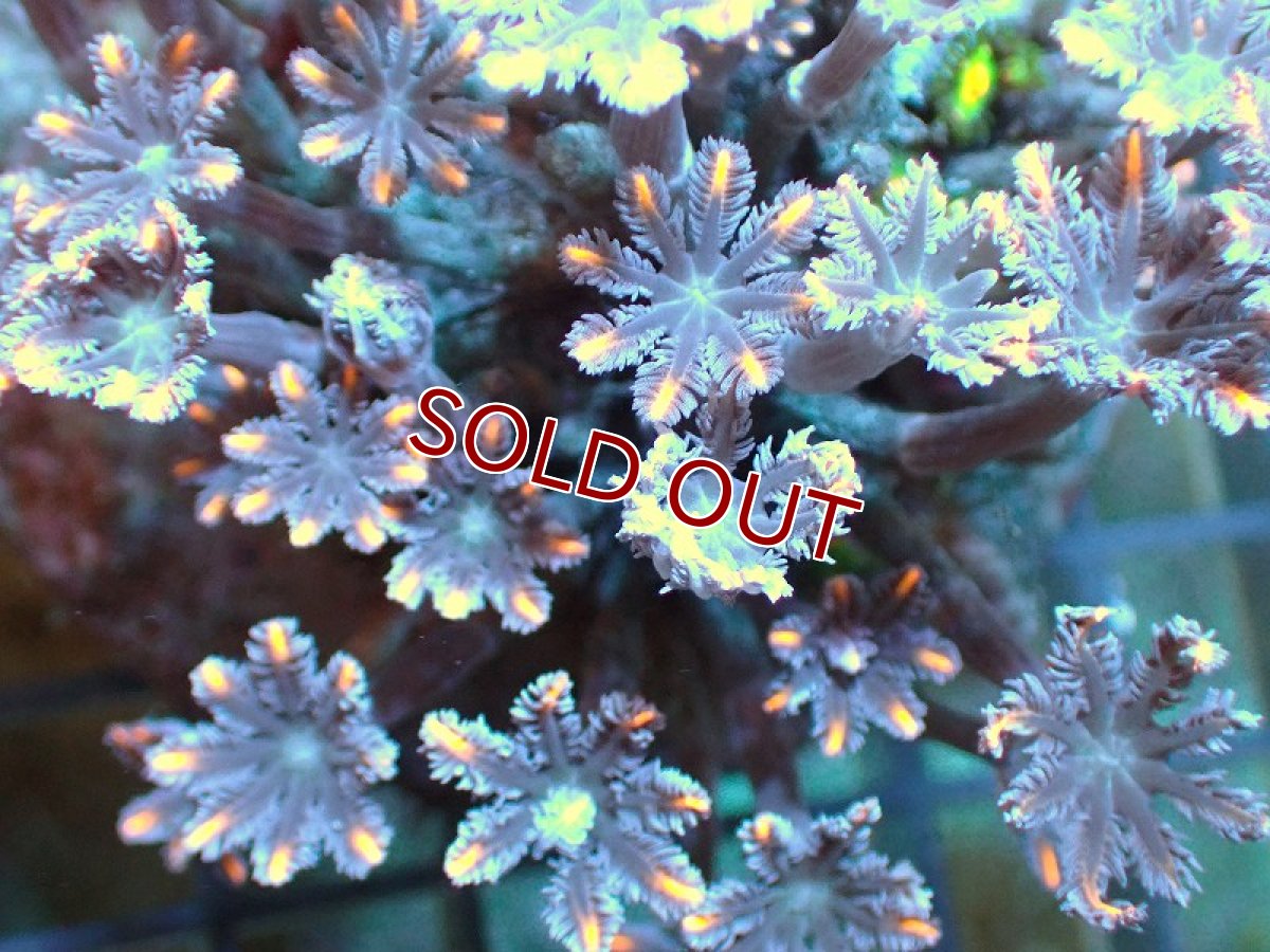 画像2: 【サンゴ】【通販】ブリードツツウミヅタ（オレンジライン/マメスナ付き）（個体販売）No.2（生体）（サンゴ） (2)