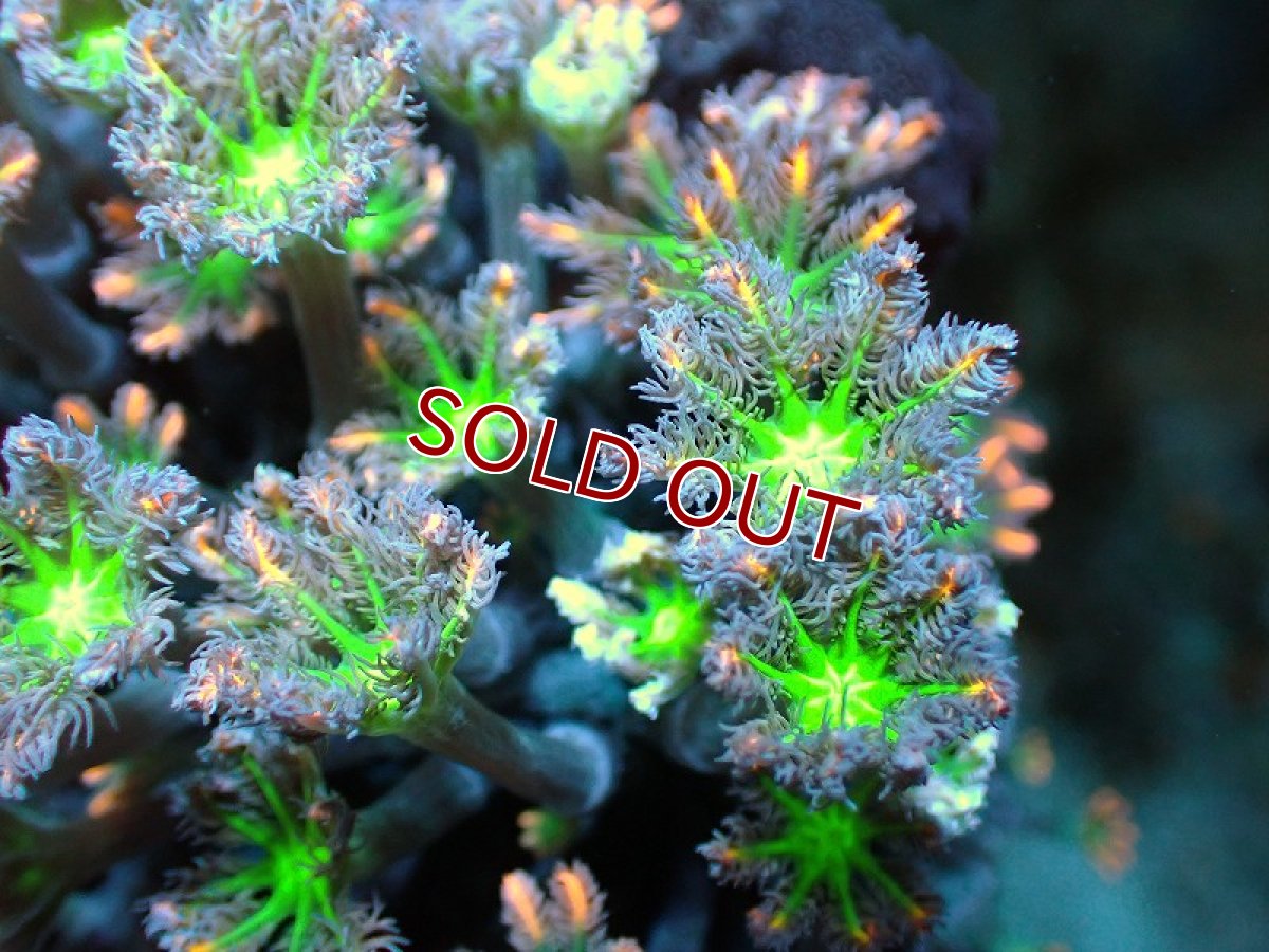 画像2: 【サンゴ】【通販】ブリードツツウミヅタ（オレンジライン）（個体販売）No.4（生体）（サンゴ） (2)